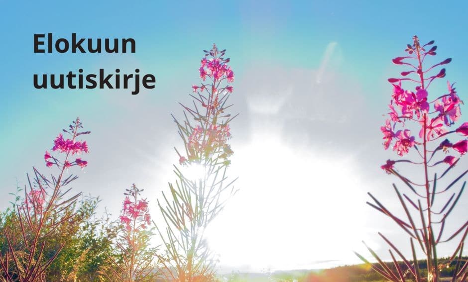 Aurinko nousee pinkkien horsmien takaa.